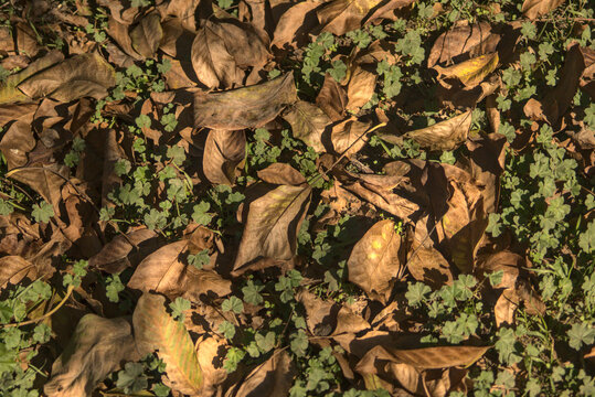 escena de oto&ntilde;o, hojas secas y pasto seco, colores calidos
