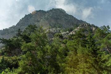 High mountains and green pine forest in the afternoon in summer