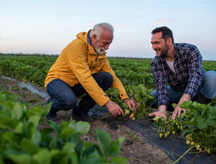 Farmers inspecting showing strawberries in field.