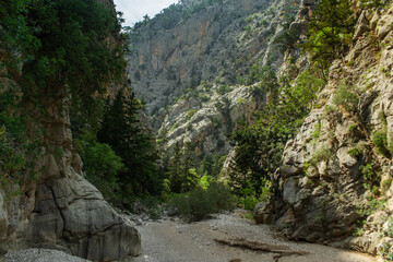 High mountains and green pine forest in the afternoon in summer