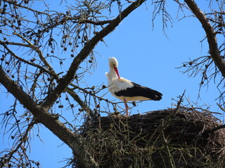 Stork in nest high on top of leafless larch tree in early spring in the biggest white stork 'Ciconia ciconia' colony in the Baltic states - Matisi, Latvia 