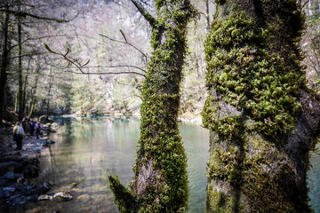 Beautiful trees in the forest of Risnjak national park in Croatia, next to Kupa river spring, covered in green moss growing on the bark