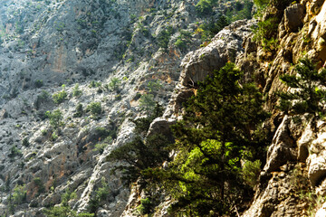 High mountains and green pine forest in the afternoon in summer