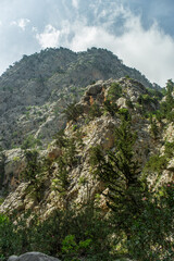 High mountains and green pine forest in the afternoon in summer