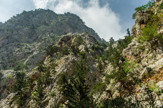 High mountains and green pine forest in the afternoon in summer
