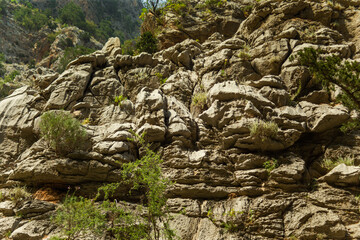 High mountains and green pine forest in the afternoon in summer