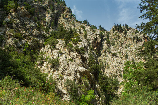 High mountains and green pine forest in the afternoon in summer