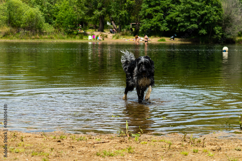 Wall mural Cute white and black dog in the water in the park on a sunny day