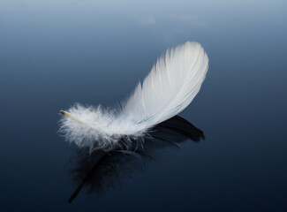 white feather on black glass background