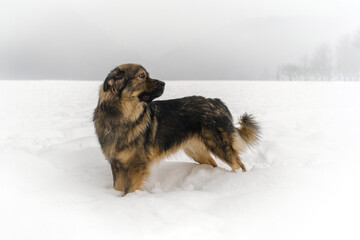 Slovenian Karst shepherd dog in winter snow