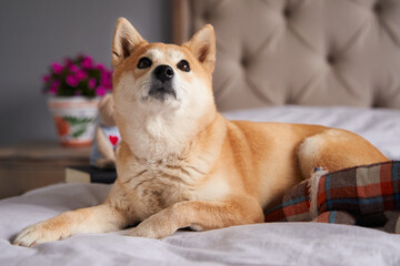 A pretty woman reading and listening music with smartphone and headset with her shiba inu dog pet