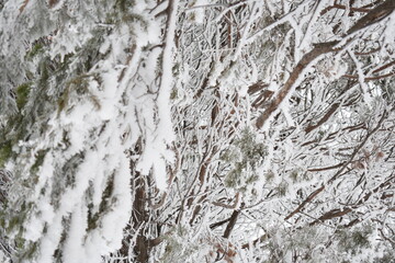 Winter Evergreen Branches