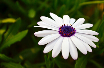 African Daisies (Osteospermum ) Close up, also known as daisy bushes & Cape daisy. Unusual colored petals and often a blue center.