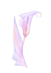 set transparent flower calla of soft pink color, hand-drawn, isolated on a white background, x-ray flower, calla leaves Delicate spring petals pistils stamens Botanical drawing of the flower structure