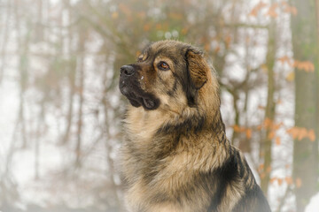 Slovenian Karst shepherd dog in winter snow - obrazy, fototapety, plakaty