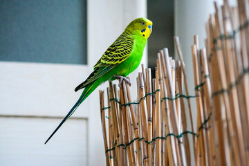 Piccolo pappagallo esotico con piume verdi azzurre e gialle e col becco piccolo, appoggiato su un...