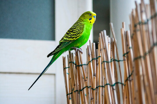 Piccolo pappagallo esotico con piume verdi azzurre e gialle e col becco piccolo, appoggiato su un canneto di bamboo