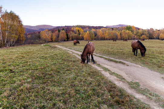 Hucul horses grazing on the summit of Tarnica, the highest mountain of the Bieszczady Mountains, Wołosate