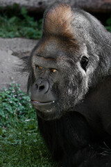 Obraz premium Powerful muzzle of a male gorilla background grass half-turned