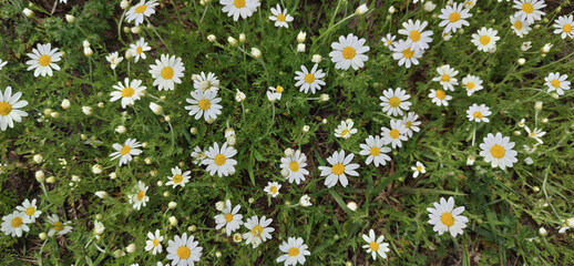 Chamomile background. White chamomile flowers on a summer day. Chamomile flowers field. Close-up. Background.