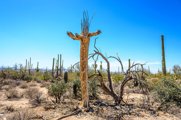 Saguaro Cactus Desert Landscape in the Southeastern United States of America