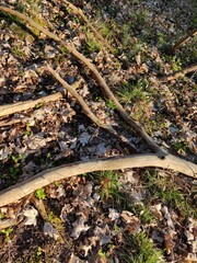 forest ground
