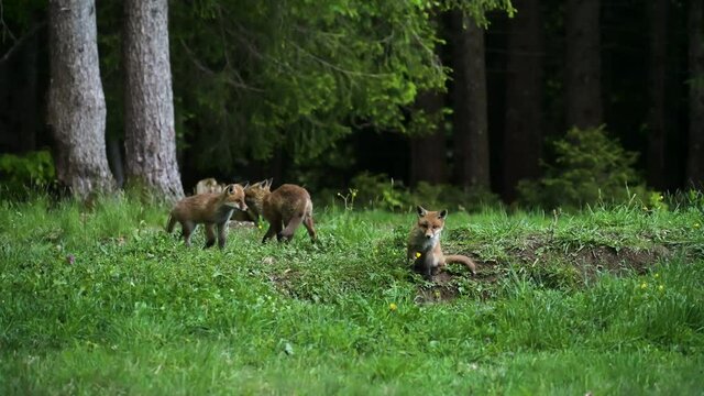 Fox jung childs playing foxhole foxes F&uuml;chse spielen junge Kinder