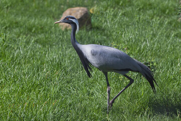 Demoiselle crane on a field beautiful bluish bird, green grass