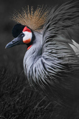 The dark background sets off the golden crown and red curls of the crowned crane - 436109619