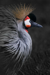 A beauty in a golden crown a crowned crane cutesy half-closes her eyes a dark sets off the beauty...