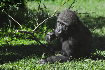 Gorilla child teenager lies on green grass and turns around, bush