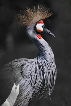 The drooping beak and long neck of the crowned crane looking down