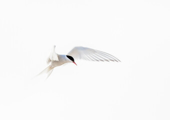 Arctic tern， abstract， white on white， in flight
