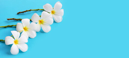 Fototapeta na wymiar White plumeria flowers on blue surface
