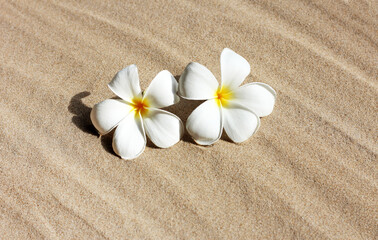 Fototapeta na wymiar Plumeria flowers on sand. Summer background concept