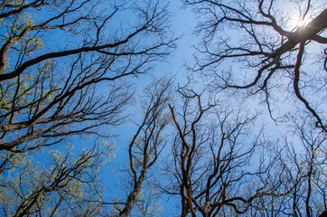 Look up Spring trees as a background