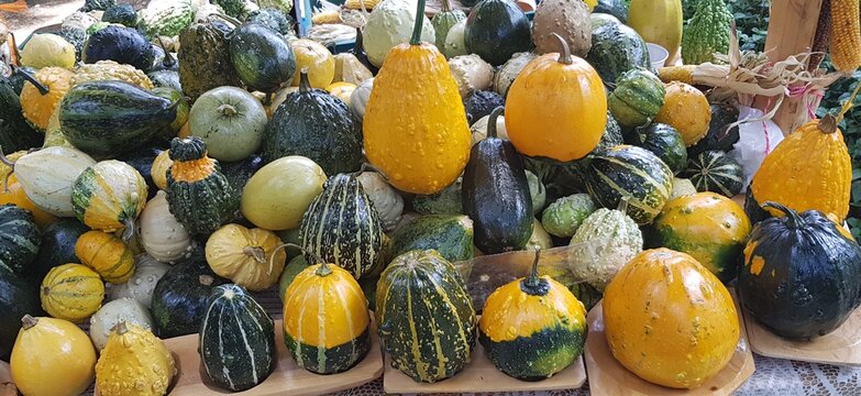Auyama o zapallo, cultivado en la zona rural de Medell&iacute;n, Colombia.