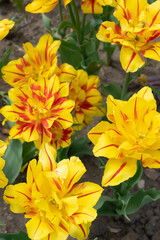 Beautiful variegated terry buds of yellow tulip flowers.