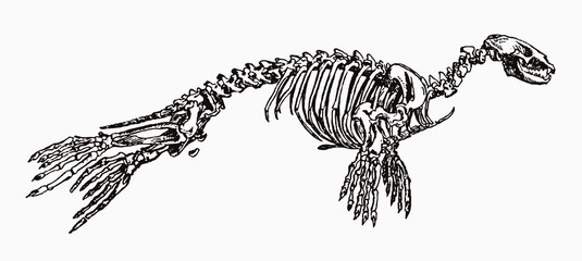 Skeleton of harbor seal phoca vitulina in profile view, after antique engraving from the 19th century