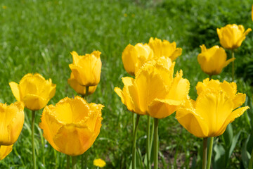 Obraz premium Beautiful yellow tulips against the background of green grass.