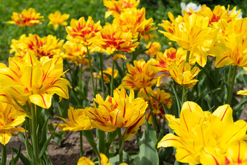 Beautiful yellow tulips with variegated terry flowers blooming on flowerbed.