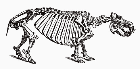 Skeleton of threatened hippopotamus amphibius in profile view, after antique engraving from 19th century