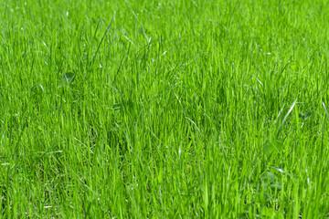 Obraz premium Fresh young green grass texture. Natural background. Selective focus.