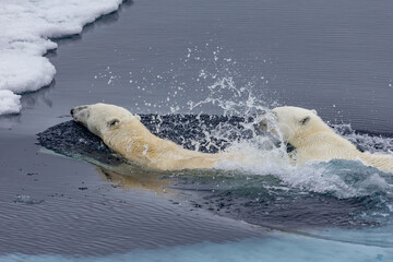 Mother polar bear teaching her cub to swim