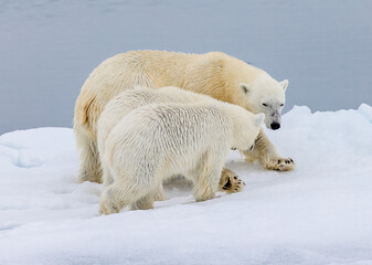 Naklejka na ściany i meble Mother polar bear with two cubs