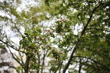 flowers on a tree
