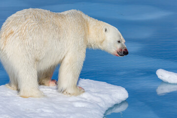 Polar bear surrounded by glacier ice