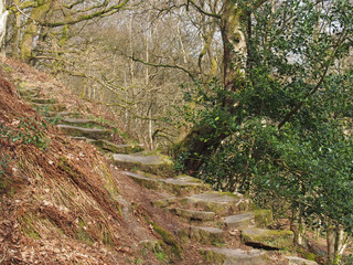 stepped path going uphill between old beech trees in woodland with tangled branches