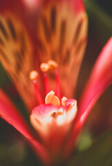 defocused peruvian lily closeup