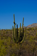 saguaro cactus in Arizona 